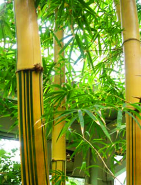 Painted Bamboo